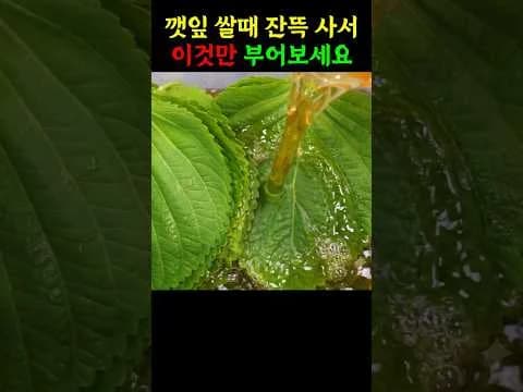 깻잎 물김치